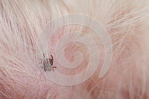 Dog tick insect