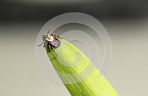 Dog Tick on Leaf