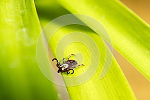 Dog Tick on Leaf