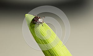 Dog Tick on Leaf