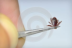 Dog Tick Removal