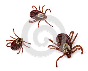 Dog Ticks photo