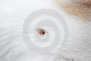 Dog ticks photo