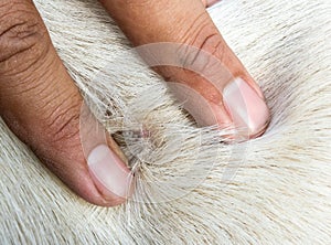 Dog ticks. photo