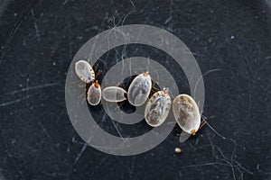 Dog ticks and Flea under microscope for study in laboratory.