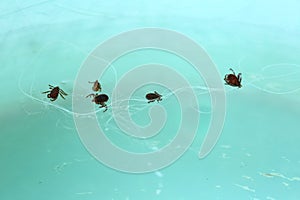 Dog Ticks with white dog`s hair in water green bowl