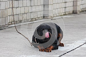 A dog tied to a chain lies and licks his nose with a pink tongue. Rottweiler