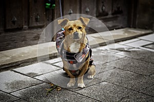 Dog tied up in street