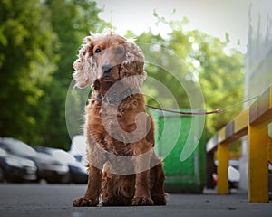 Dog tied up on the street. Spaniel sitting, waiting for the owner