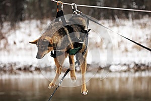 Dog tied up to the rope crossing the river