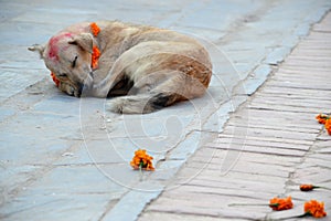 Dog with Tika on Dog Festival