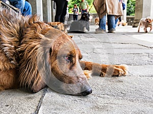 Dog tired, brown pet lying down.