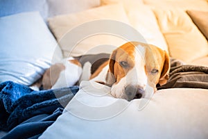 Dog tired sleeps on a couch, beagle on sofa