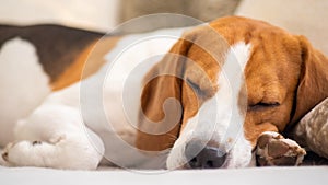 Dog tired sleeps on a couch, beagle on sofa