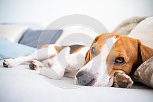 Dog tired sleeps on a couch, beagle on sofa