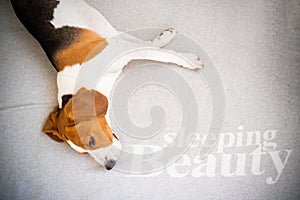 Dog tired sleeps on a couch, beagle on sofa