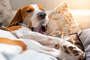 Dog tired sleeps on a couch. Funny pose, yawing. Beagle on sofa photo