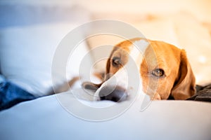 Dog tired sleeps on a couch, beagle on sofa