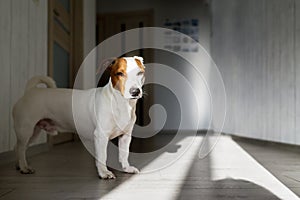 Dog tired standing on floor indoors. Jack russell terrier on floor in sun