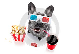 Dog to the movies