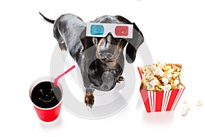 Dog to the movies photo