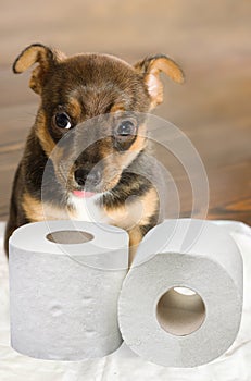 Dog toilet