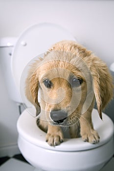 Il cane sul toilette 