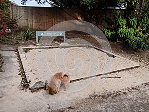 Dog toilet in park of London, United Kingdom - sand box for dog