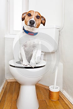 Dog on toilet seat