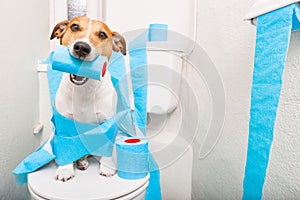 Dog on toilet seat