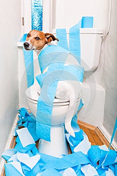 Dog on toilet seat