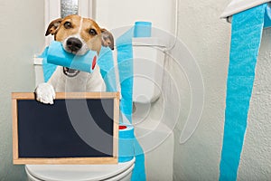 Dog on toilet seat