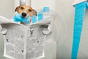 Dog on toilet seat