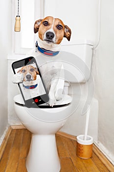 Pes na záchod sedadlo 