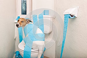 Dog on toilet seat and paper rolls