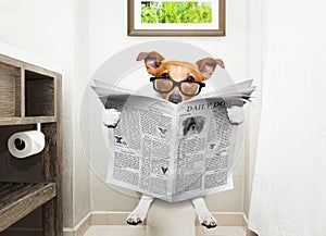 Dog on toilet seat reading newspaper