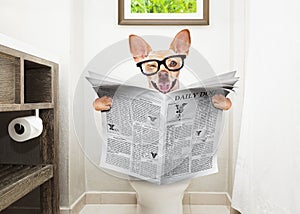 Dog on toilet seat reading newspaper