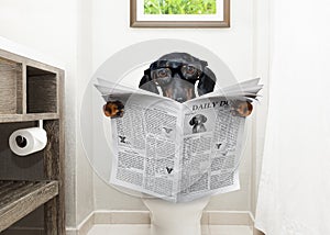 Dog on toilet seat reading newspaper