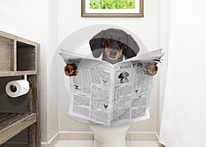 Dog on toilet seat reading newspaper