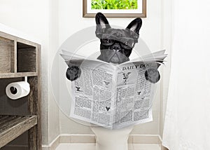 Dog on toilet seat reading newspaper photo