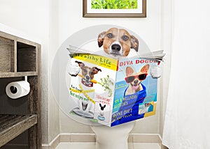 Dog on toilet seat reading newspaper
