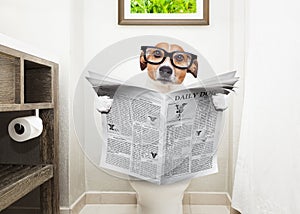 Dog on toilet seat reading newspaper