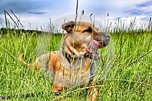 Dog,tongue,meadow,sky,bestfriends