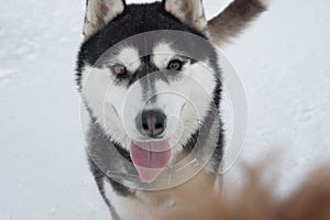 Dog with tongue sticking out