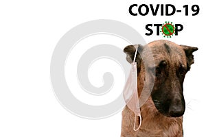 The dog took off the mask,coronavirus crossed out and defeated, a medicine was found, copy space, isolated