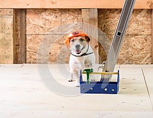 Dog with toolbox in hard hat at under construction site