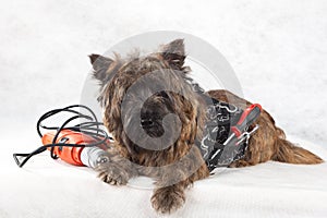 Dog with tools portrait on white.