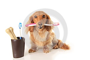 Il cane un dente spazzola 