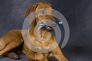 Dog with toothbrush