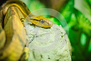 Dog-toothed cat-eye (Boiga cynodon) in the snake farm. Boiga cynodon, commonly known as the dog-toothed cat snake, is a nocturnal